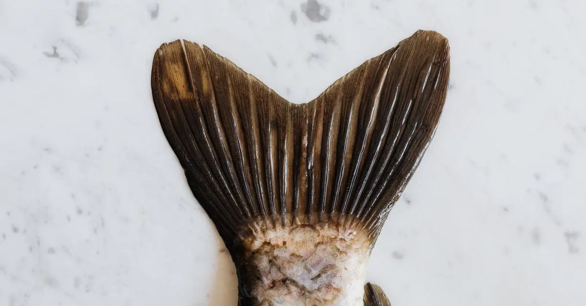 Pourquoi Manger du Poisson Gras dans un Régime Paléo