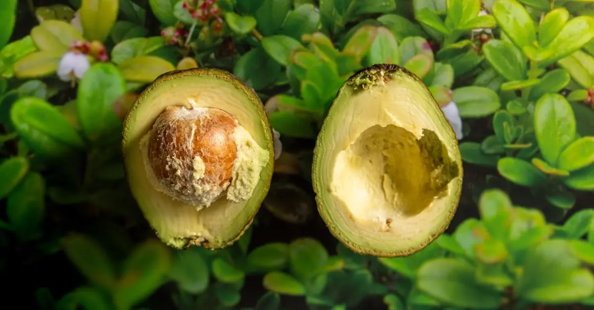 Comment Intégrer les Superaliments dans Votre Cuisine Paléo